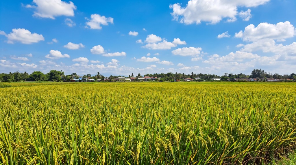 Sawah dan lahan pertanian merupakan potensi utama Gampong Lagang bagi perekonomian masyarakat.